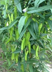 a shot of Asia fruit and vegetable garden 