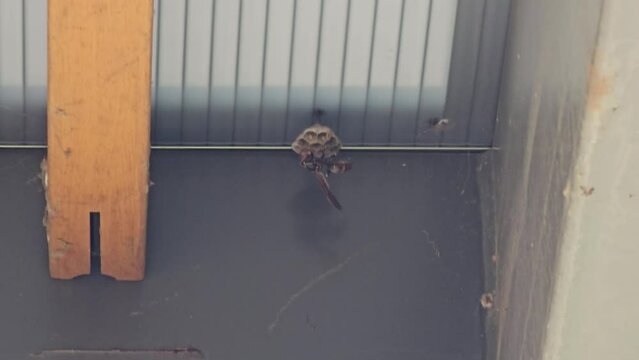 Wasp is making the nest