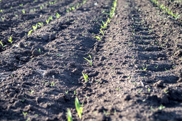 young corn rose in the field after the rain