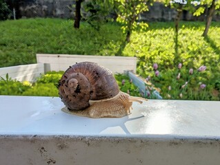 Little Snail in the lettuce garden, invasive species, animals and wildlife background