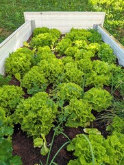 green vegetables garden, organic salad, lettuce, home grown fresh veggies, healthy produce, agriculture background