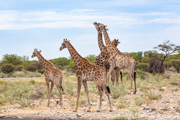 Namibia, Giraffes (GiraffaCamelopardalis) in Etosha National Park