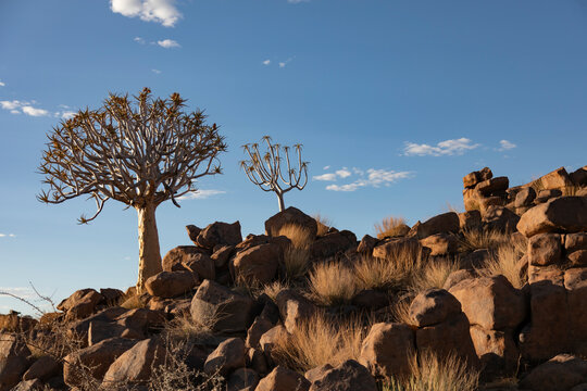 Namibia, Karas, Keetmanshoop, Quiver trees on rocky hill