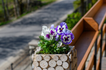 Kwiatek bratek w drewnianej ozdobnej doniczce stoi na balustradzie na balkonie 