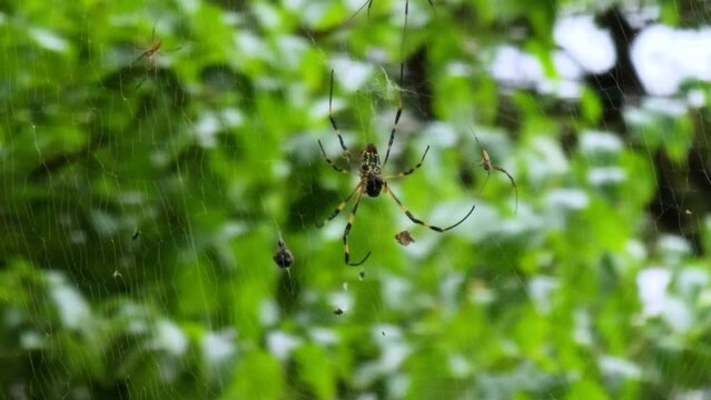 Spider and web in the nature