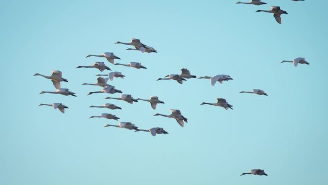 Synchronized Swans Synchronized Birds Images – Browse 2,153 Stock Photos, Vectors, and ...