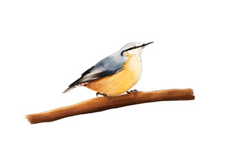 Cute Eurasian nuthatch / wood nuthatch illustration 
