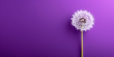 Dandelion on a purple background with copy space.