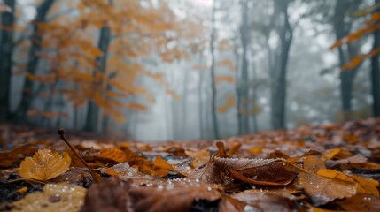 Low-angle shot of a serene, misty morning in the woods, showcasing autumn leaves with dew drops