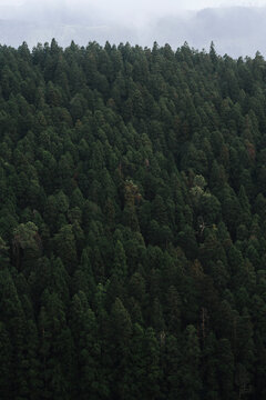 Portugal, Azores, Green forest on on San Miguel island