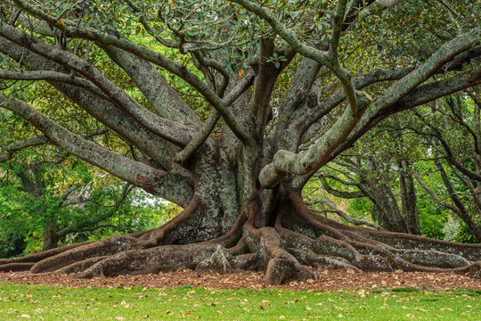 New Zealand, North Island, Auckland, Old Moreton Bay fig tree (Ficus macrophylla) in Auckland Domain