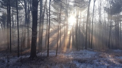 Tranquil scene of sun rays piercing through the mist of a frost-covered forest