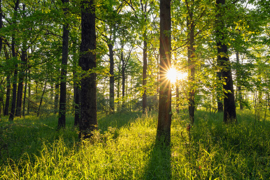 Germany, Bavaria, Rising sun shining through tree branches