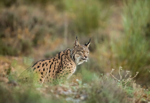 Spain, Castilla La Mancha, Portrait of female Iberian lynx (Lynx pardinus) sitting outdoors