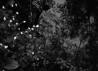 水辺の二輪草 / Wind flower by the water