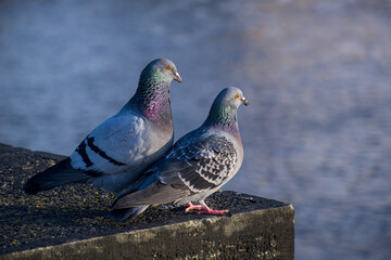Zwei Tauben stehen nebeneinander auf einem Stein über einem Fluss