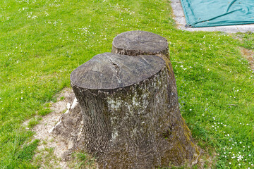 High angle close-up view of tree trunk on meadow at school sport ground on a spring day. Photo...