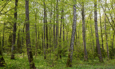 Fototapeta premium mixed forest with different types of trees