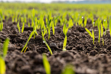 a field with a new crop of rye in Europe