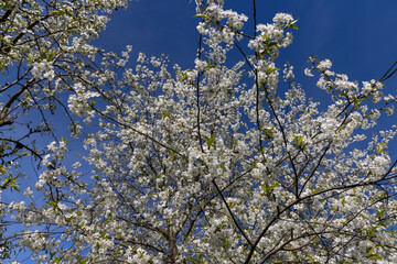 cherry blossoms in the orchard
