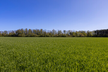 wheat field with green grass in sunny weather