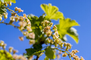green foliage and gooseberry flowers on a blue sky