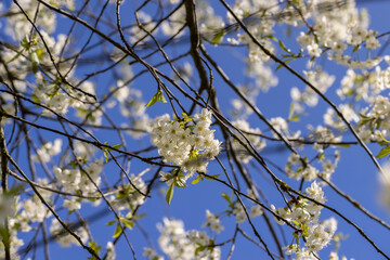 white flowers on cherry trees in the orchard
