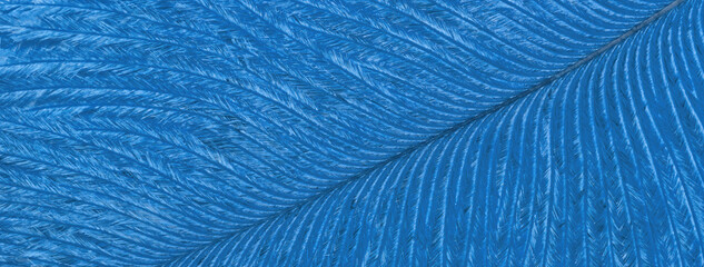 Texture of blue tropical bird feather, background macro. Structure of sapphire fluffy plumage.