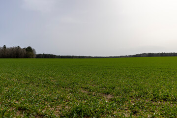 green wheat grass in windy weather
