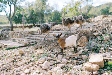 Little goatling stands on the stones near ostriches walking along the steps in the park