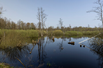 a swamp with trees and shrubs in spring