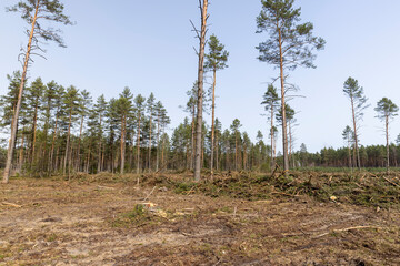 harvesting of pine wood in the forest