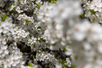 blooming white small flowers trees in the orchard