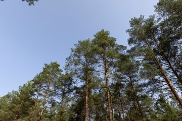 Fototapeta premium tall old pines with long green needles, tops
