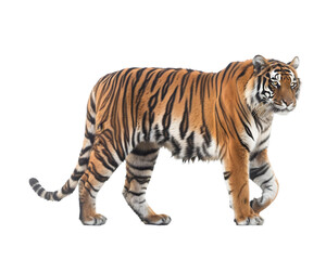Obraz premium Tiger walking Isolated on Transparent Background