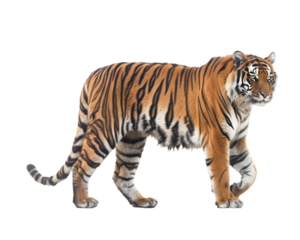 Tiger walking Isolated on Transparent Background