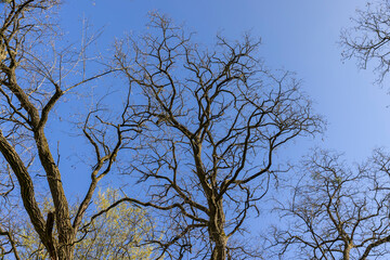 acacia tree in spring without foliage in the park