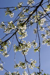 white flowers on cherry trees in the orchard