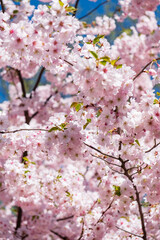 Obraz premium cherry blossom over blue sky