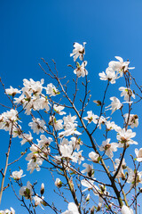 magnolia flowers over blue sky