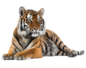 Relax tiger Isolated on Transparent Background