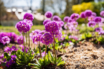 pink primroses in the garden