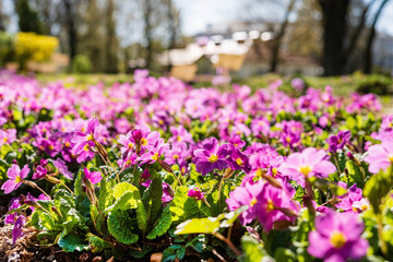 pink primroses in the garden