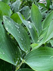 rain drops on leaves