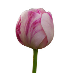 Isolated pink tulip on stem on white
