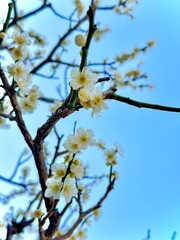 tree, spring, nature, branch, sky, flower, blossom, plant, blue, season, white, bloom, flowers, cherry, branches, bud, garden, growth, flora, leaf, leaves, sun, blooming, winter, japan