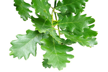 Isolated young oak branch with green leaves on a white background
