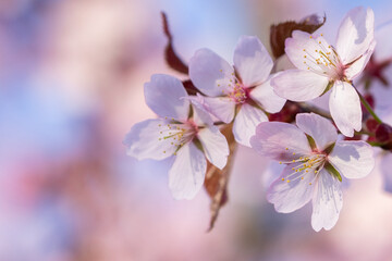 Obraz premium Cherry plum, Prunus cerasifera blooming in pinkish blooms during spring in Estonian nature