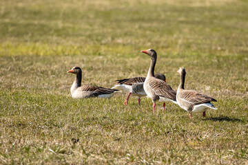 Greylag goose (Anser anser) feeding and resting on a coastal meadows during spring in Haapsalu, Estonia, Europe © Kersti Lindström
