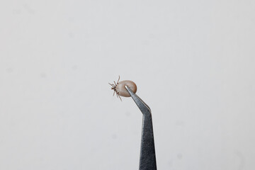 Tick (Ixodes ricinus) filled with blood in tweezers isolated on white background. Danger insect can transmit both bacterial and viral pathogens.